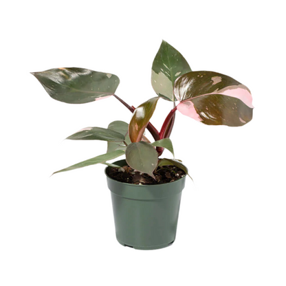 pink princess philodendron singapore Philodendron 'Pink Princess' – Snakeroot Botanicals