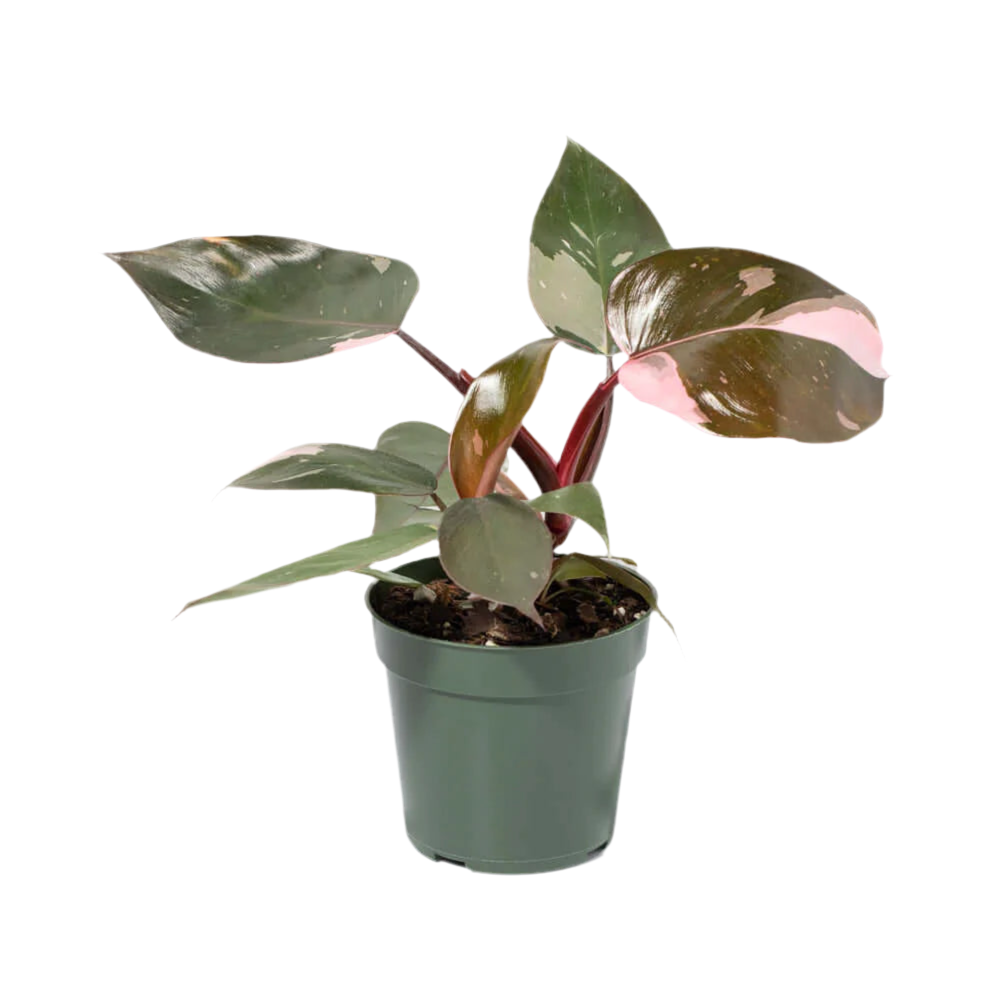 philodendron rosa Philodendron 'Pink Princess'