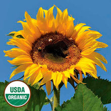 Sunflower, Tarahumara Organic Seeds