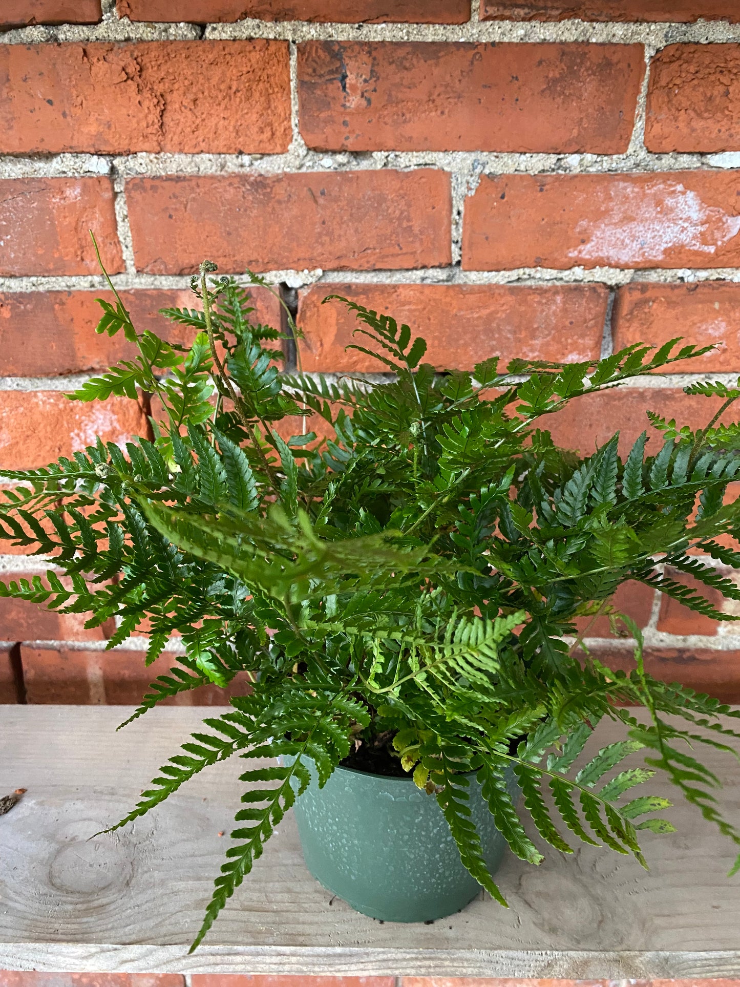 Dryopteris erythrosora 'Autumn Fern'