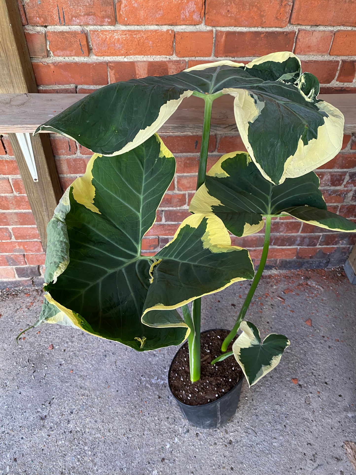 Alocasia ‘Mickey Mouse Ears’