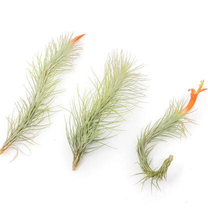 Tillandsia funckiana 'Air Plant'