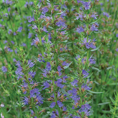 Herb, Hyssop