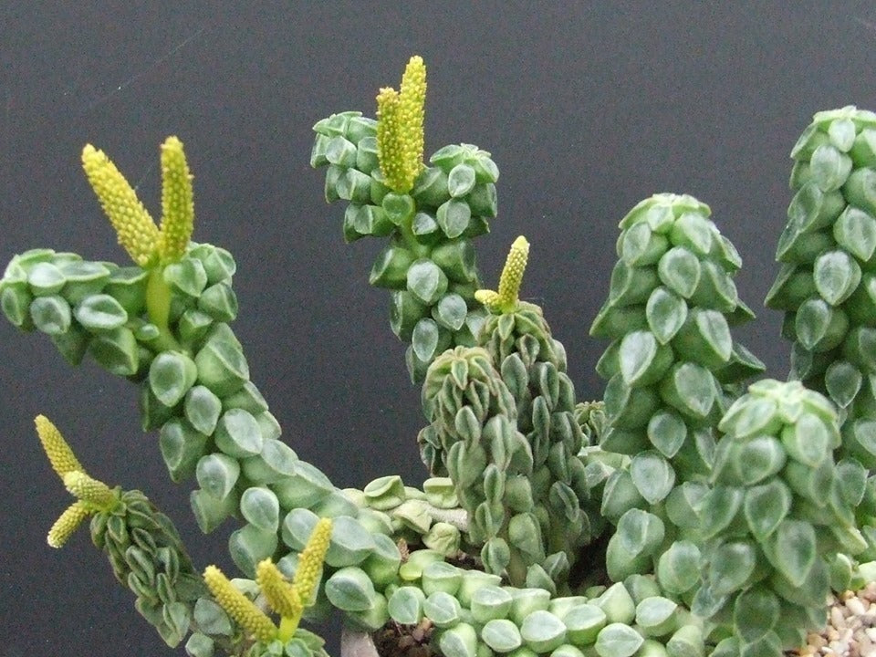 Peperomia columella 'Chain Link'