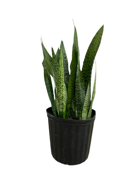 Sansevieria Zeylanica 'Snake Plant'