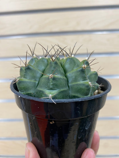 Gymnocalycium mihanovichii 'Chin Cactus' - 3" Pot