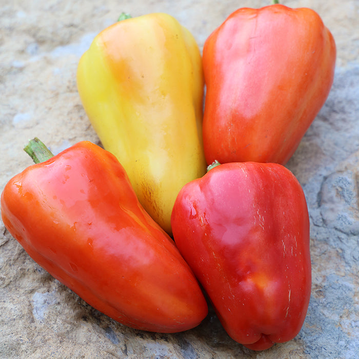 Pepper, Feher Ozon Paprika Organic Seeds