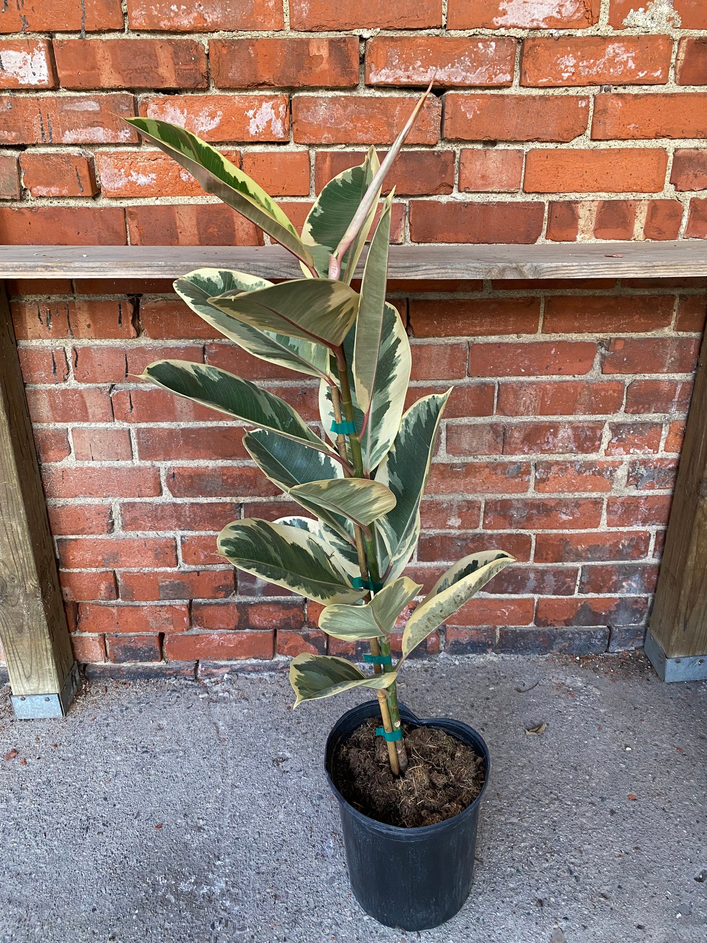 Ficus elastica ’Tineke’