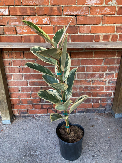 Ficus elastica ’Tineke’