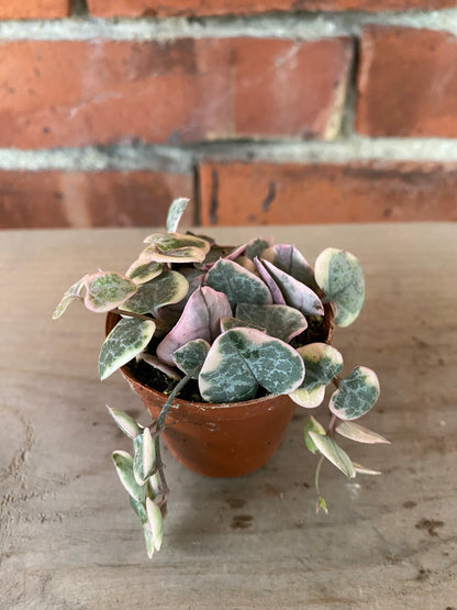 Ceropegia 'String of Hearts Variegated'
