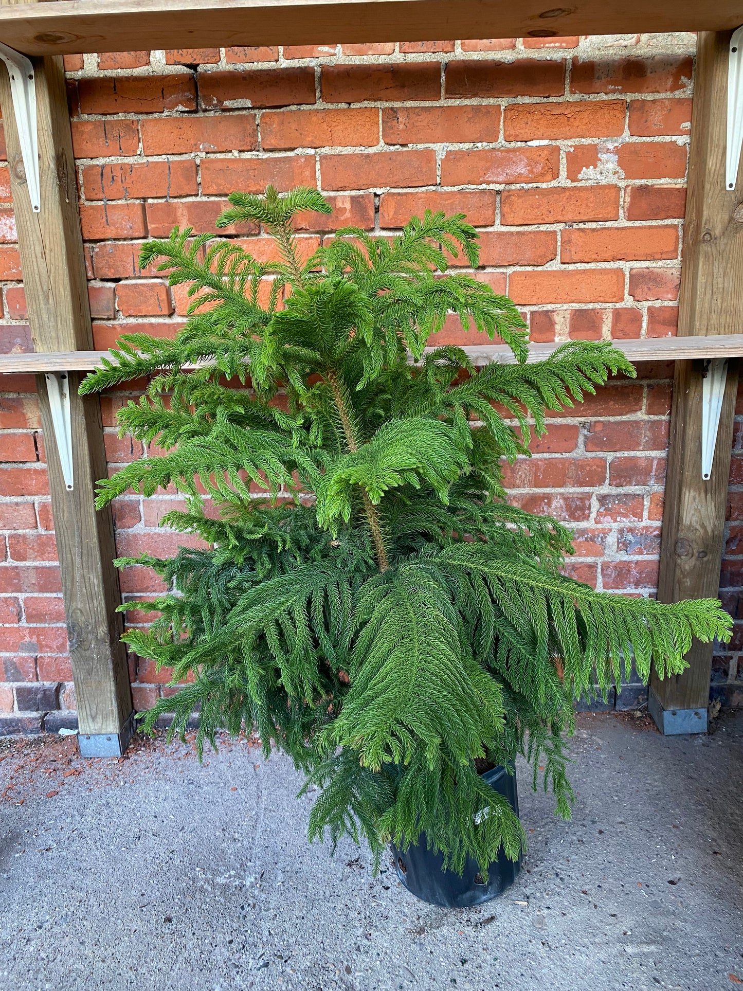 Araucaria Heterophylla 'Norfolk Island Pine'