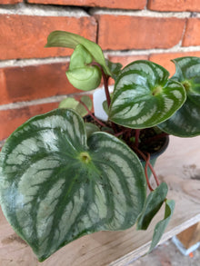 Peperomia argyreia 'Costa Rica' - 4.5" Pot