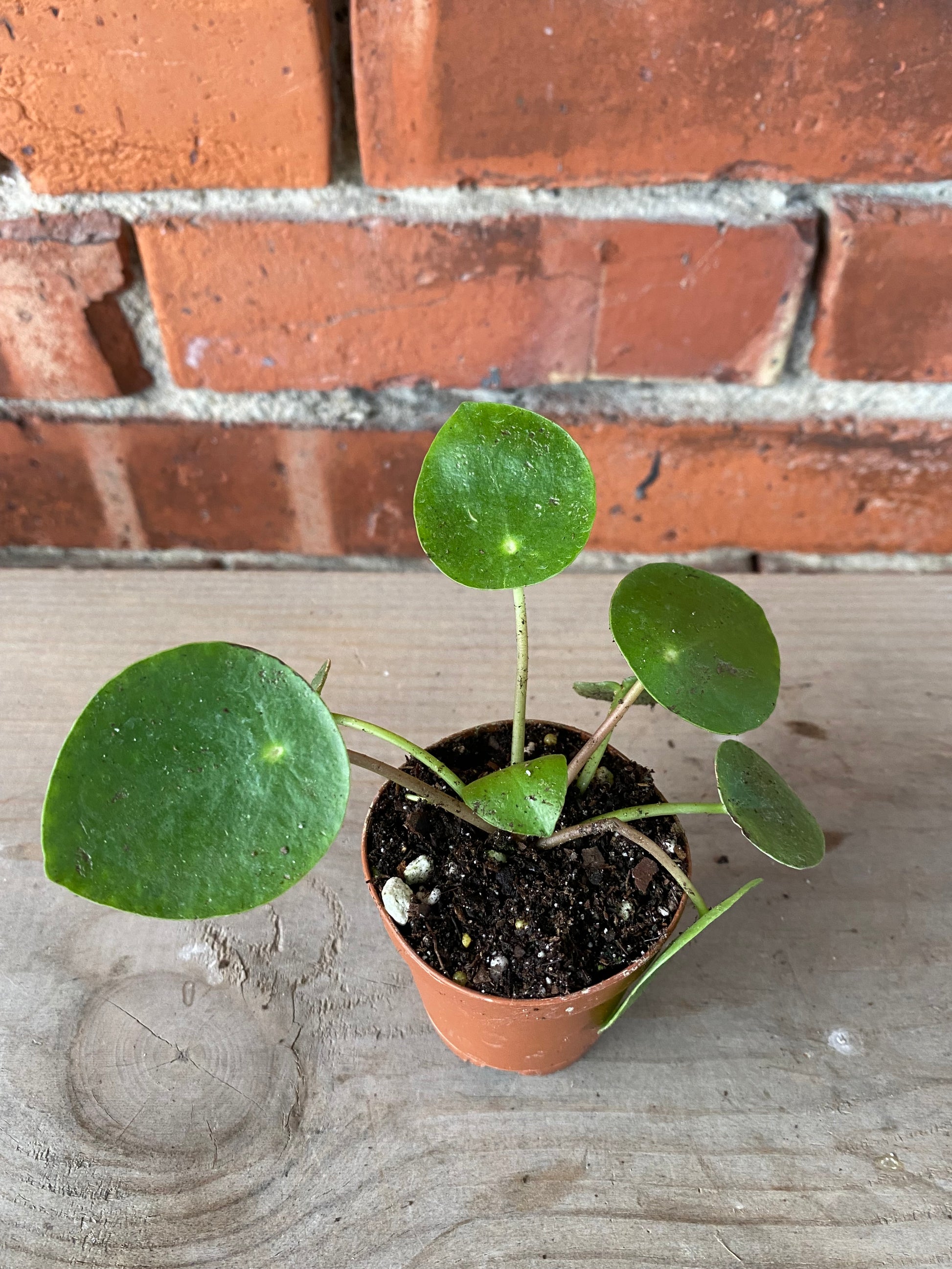 japanese money plant Pilea peperomiodes 'Chinese Money Plant' – Snakeroot Botanicals
