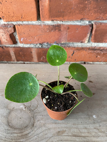 Pilea Peperomiodes 'Chinese Money Plant'