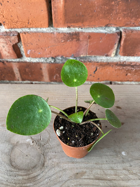 Pilea peperomiodes 'Chinese Money Plant'