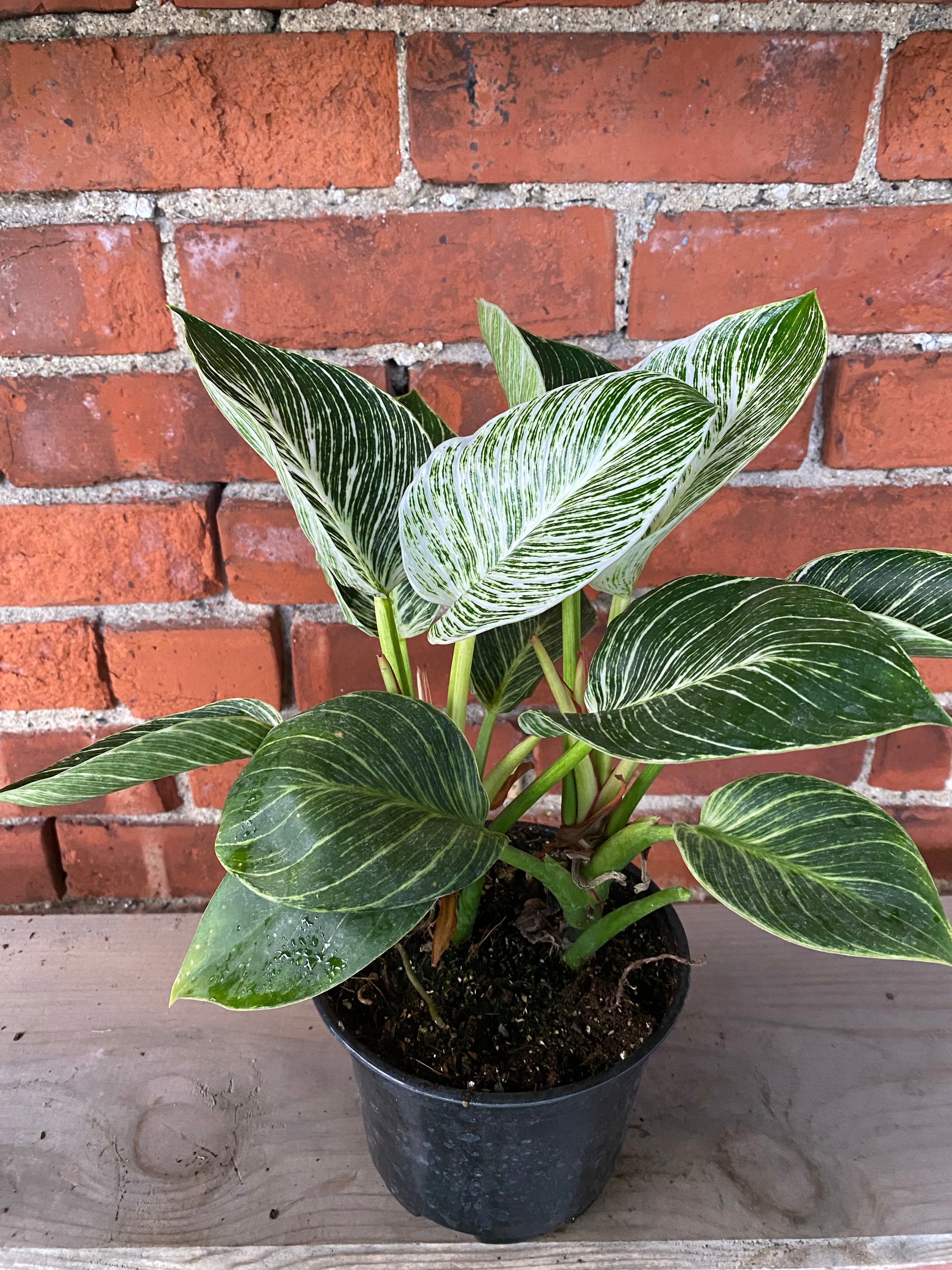 philodendron birkin safe for cats Philodendron 'Birkin' – Snakeroot Botanicals
