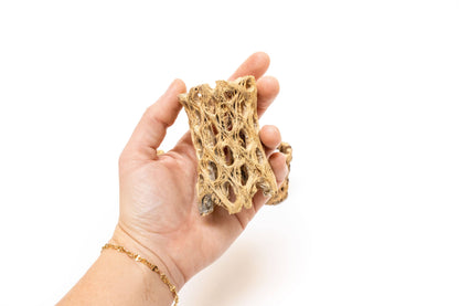 Natural Cholla Wood Container