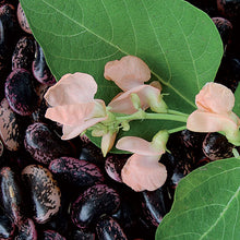 Bean, Sunset Runner Seeds