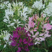 Flower, Spider Flower Mixed Seeds