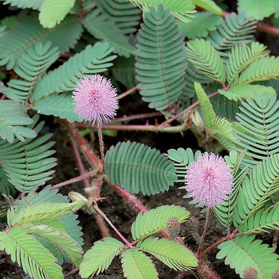 Flower, Sensitive Plant Seeds