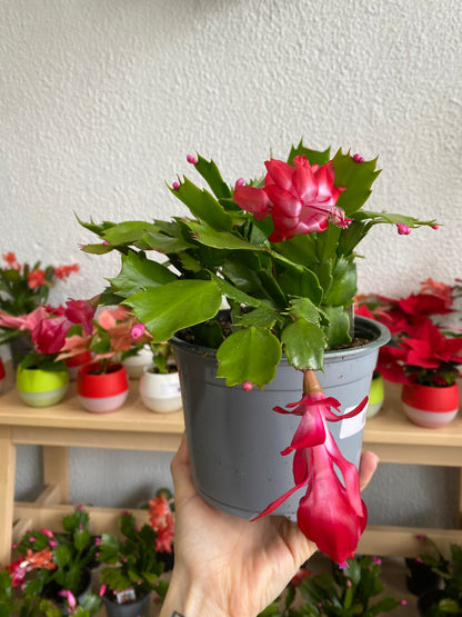 Zygocactus 'Holiday Cactus'