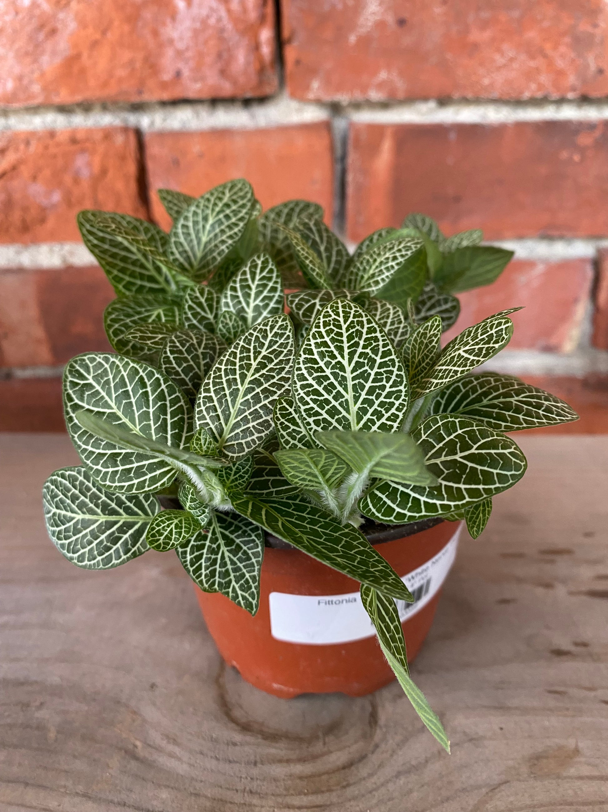 white potted plant Fittonia Albivenis ‘White Nerve Plant’