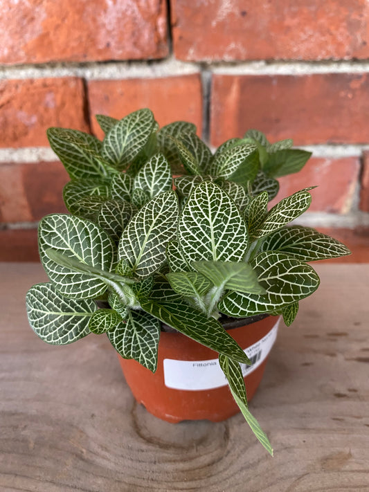 Fittonia Albivenis ‘White Nerve Plant’
