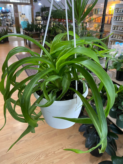 Chlorophytum comosum ‘Green Bonnie Spider Plant’