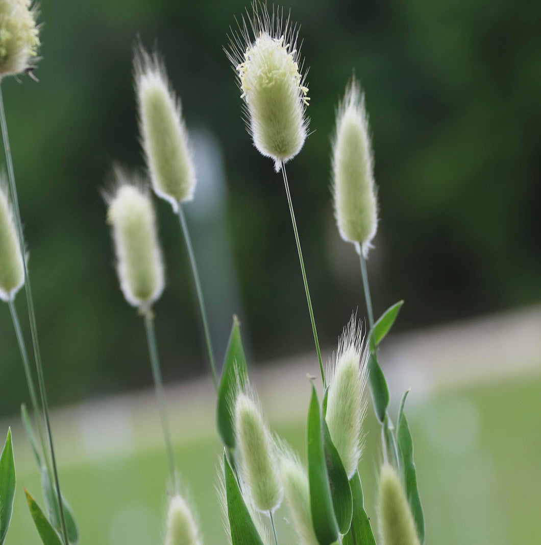 Flower, Bunny Tails