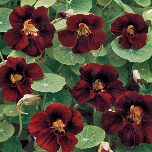 Flower, Black Velvet Nasturtium Seeds