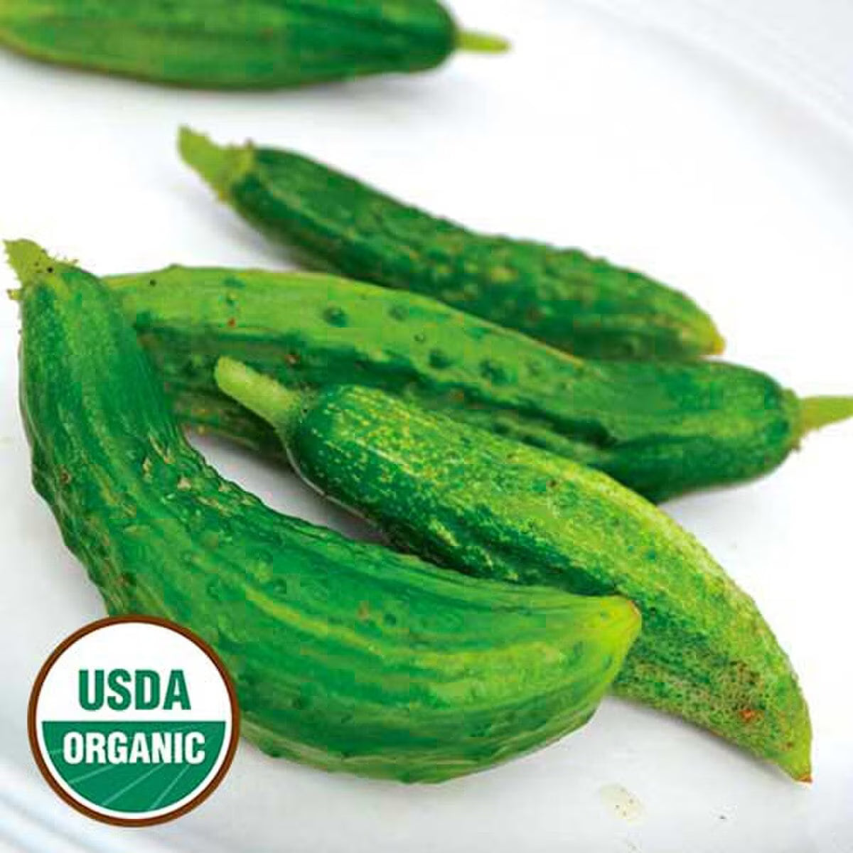 Cucumber, Parisian Pickling Organic Seeds