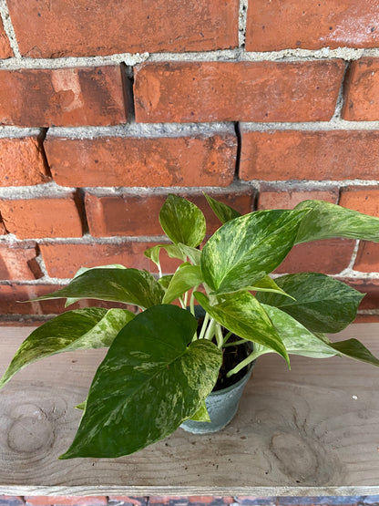 Epipremnum Aureum 'Pothos Marble Queen'