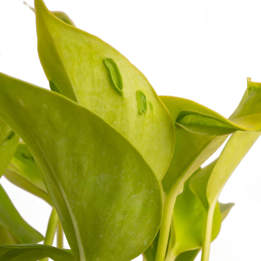 Epipremnum ‘Champs Elysees Pothos’