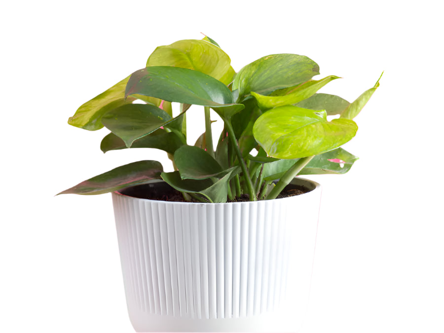 Epipremnum ‘Lemon Top Pothos'