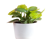 Epipremnum ‘Lemon Top Pothos'
