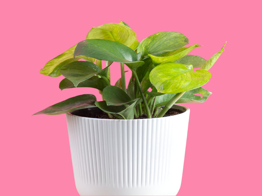 Epipremnum ‘Lemon Top Pothos'