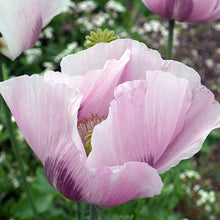 Flower, Hutterite Breadseed Poppy Seeds