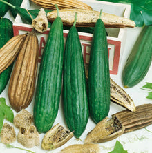 Gourd, Luffa Sponge Seeds