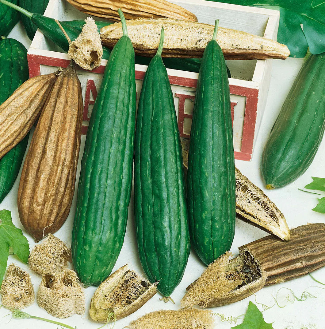 Gourd, Luffa Sponge Seeds