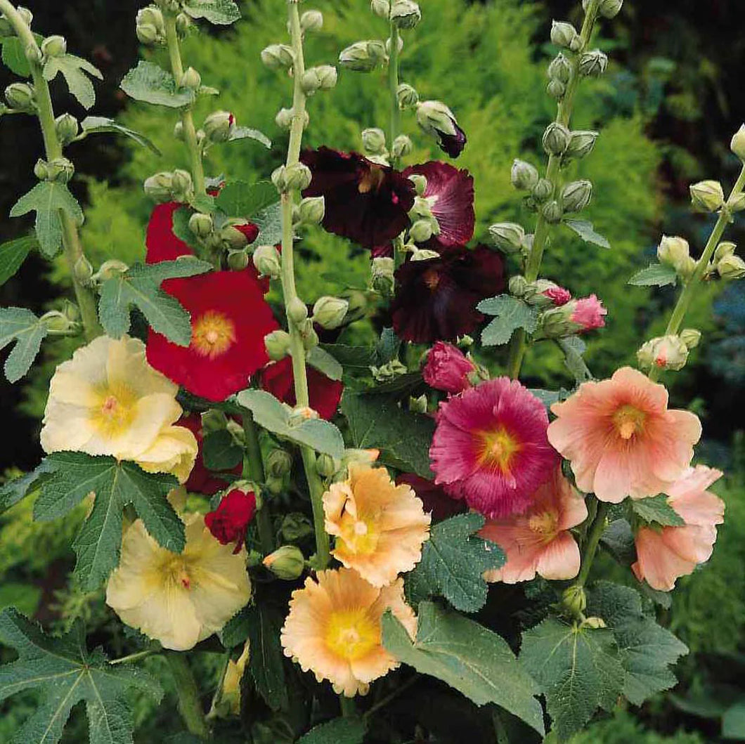 Flower, Fig Hollyhock Seeds