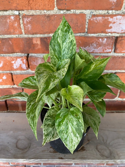 Epipremnum Aureum 'Pothos Marble Queen'
