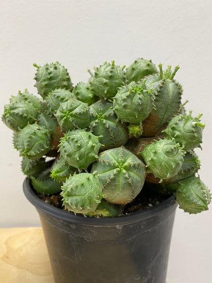 Euphorbia obesa f. monstruosa