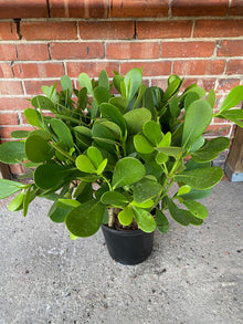 Clusia rosea ‘Princess Tree’