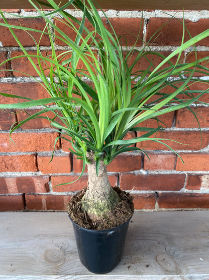 Beaucarnea recurvata 'Ponytail Palm'