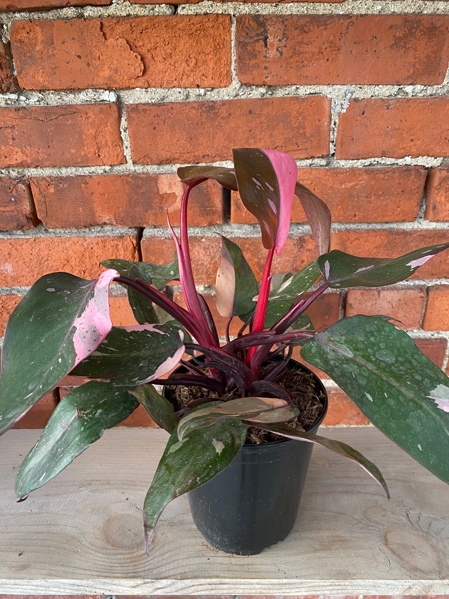 Philodendron 'Pink Princess'