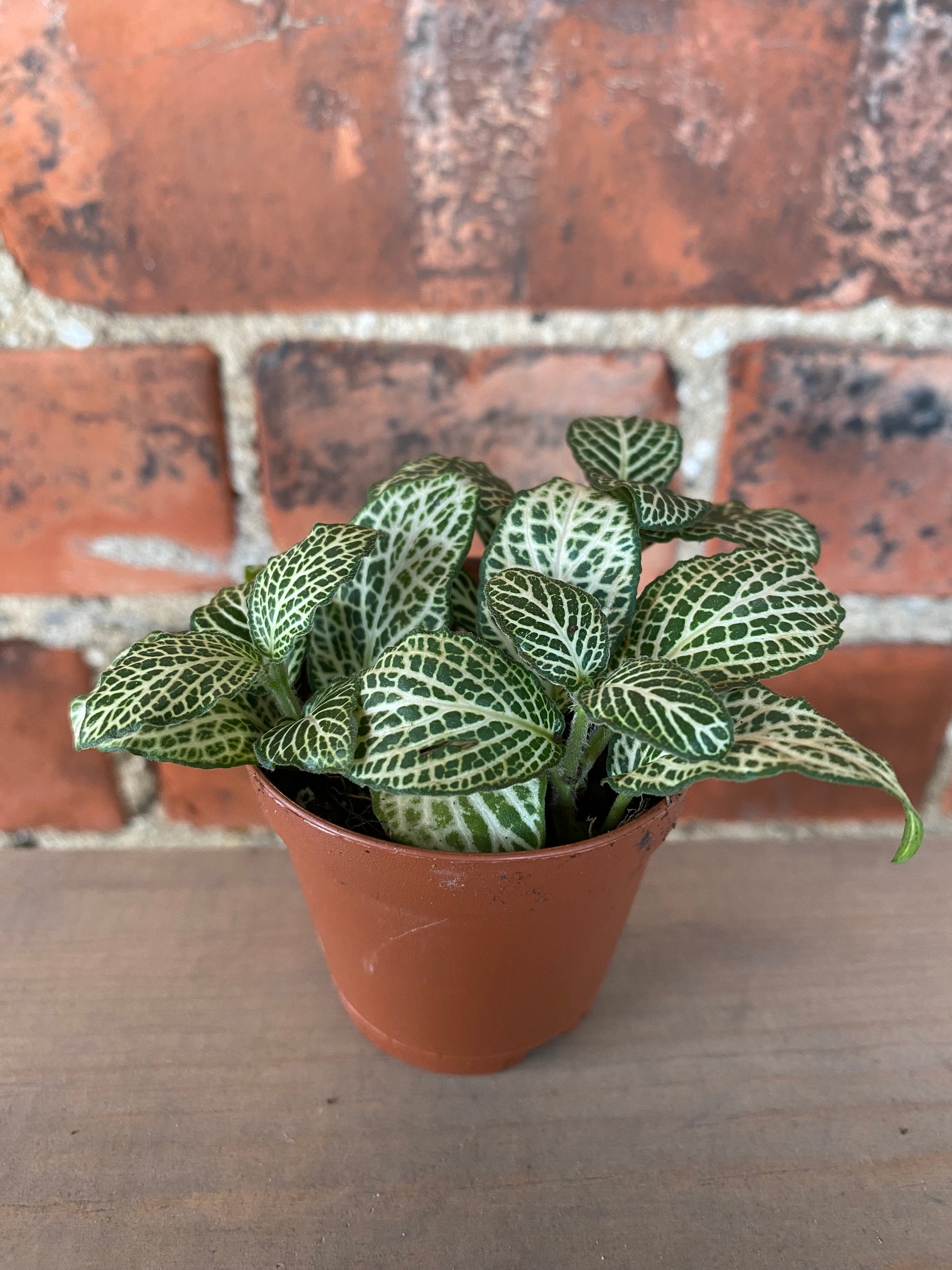 weinstein potted plant Fittonia Albivenis 'White Nerve Plant' – Snakeroot Botanicals