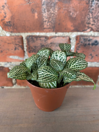 hanging fittonia plant Fittonia Albivenis 'White Nerve Plant' – Snakeroot Botanicals
