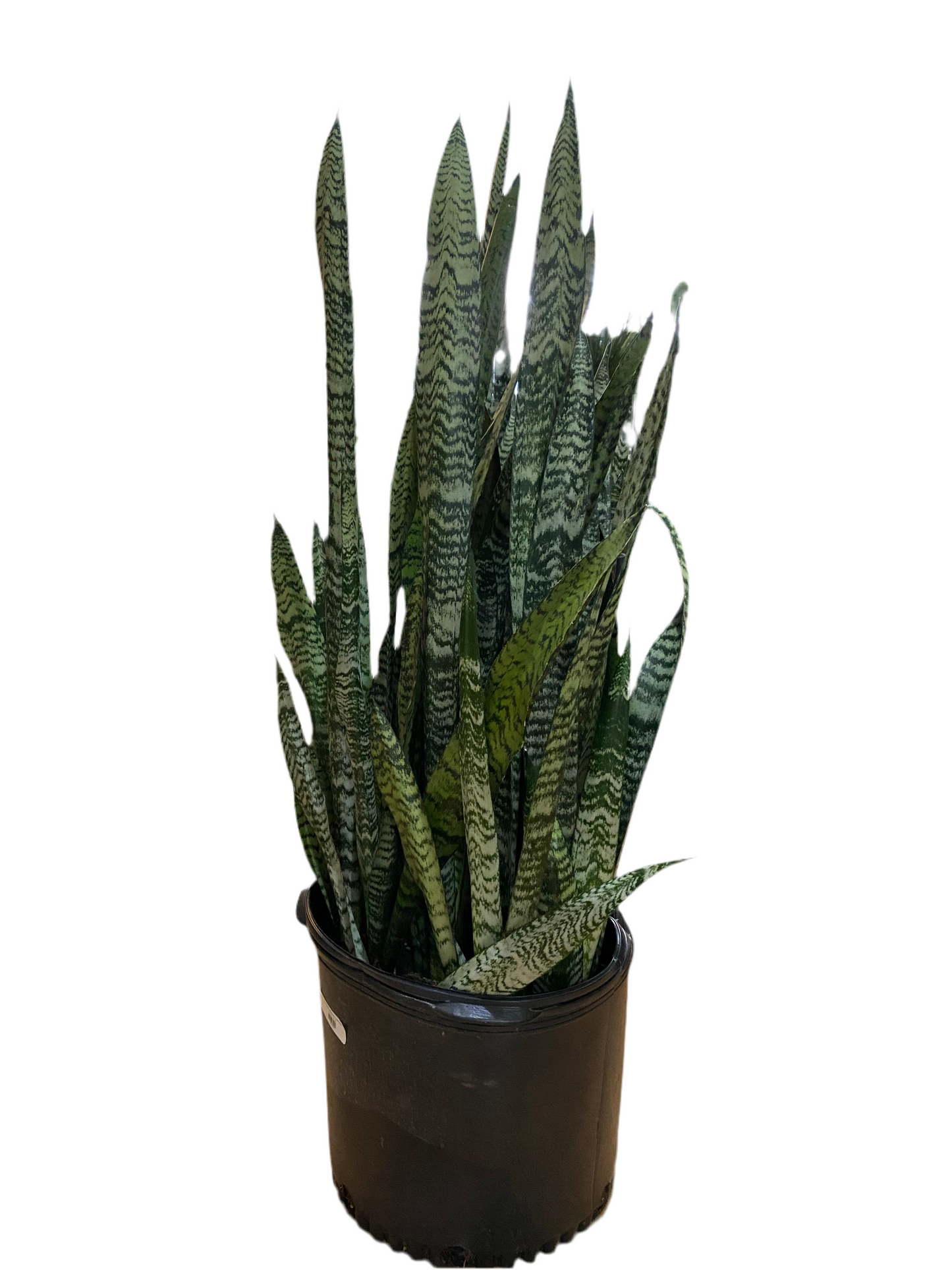 Sansevieria Zeylanica 'Snake Plant'