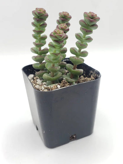 Crassula rupestris 'Tom Thumb’
