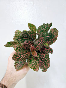 Fittonia ‘Mistral Nerve Plant’